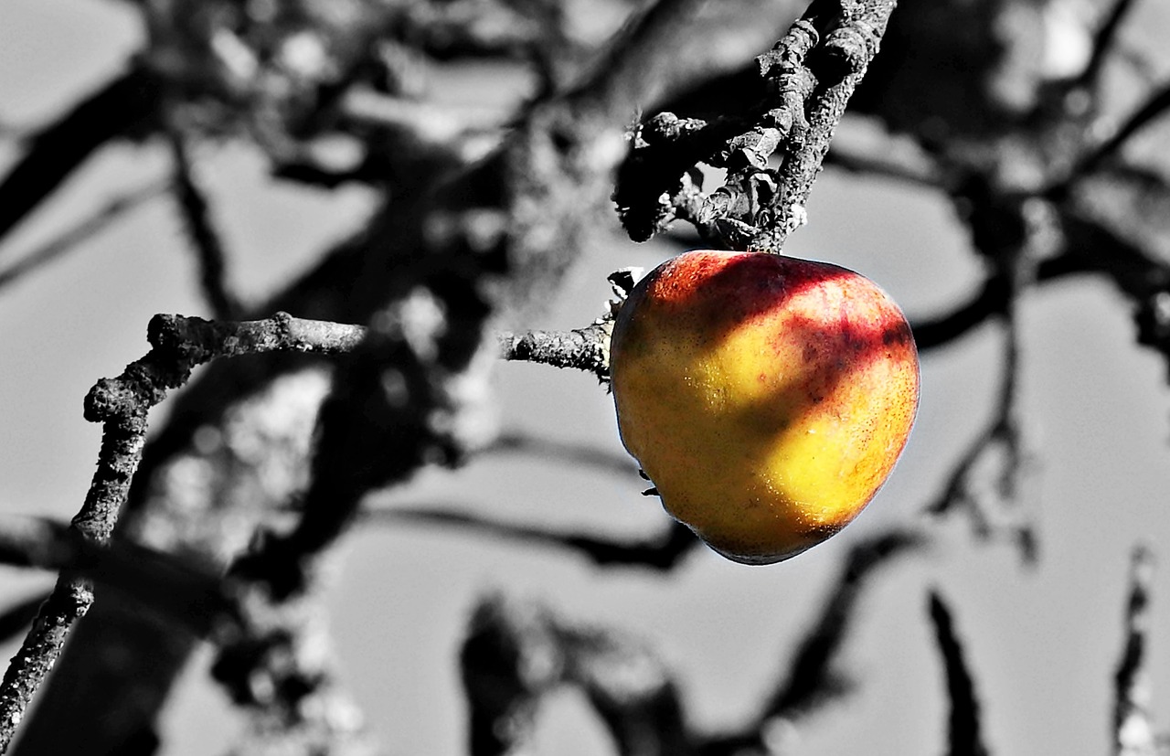 apple tree tree apple free photo