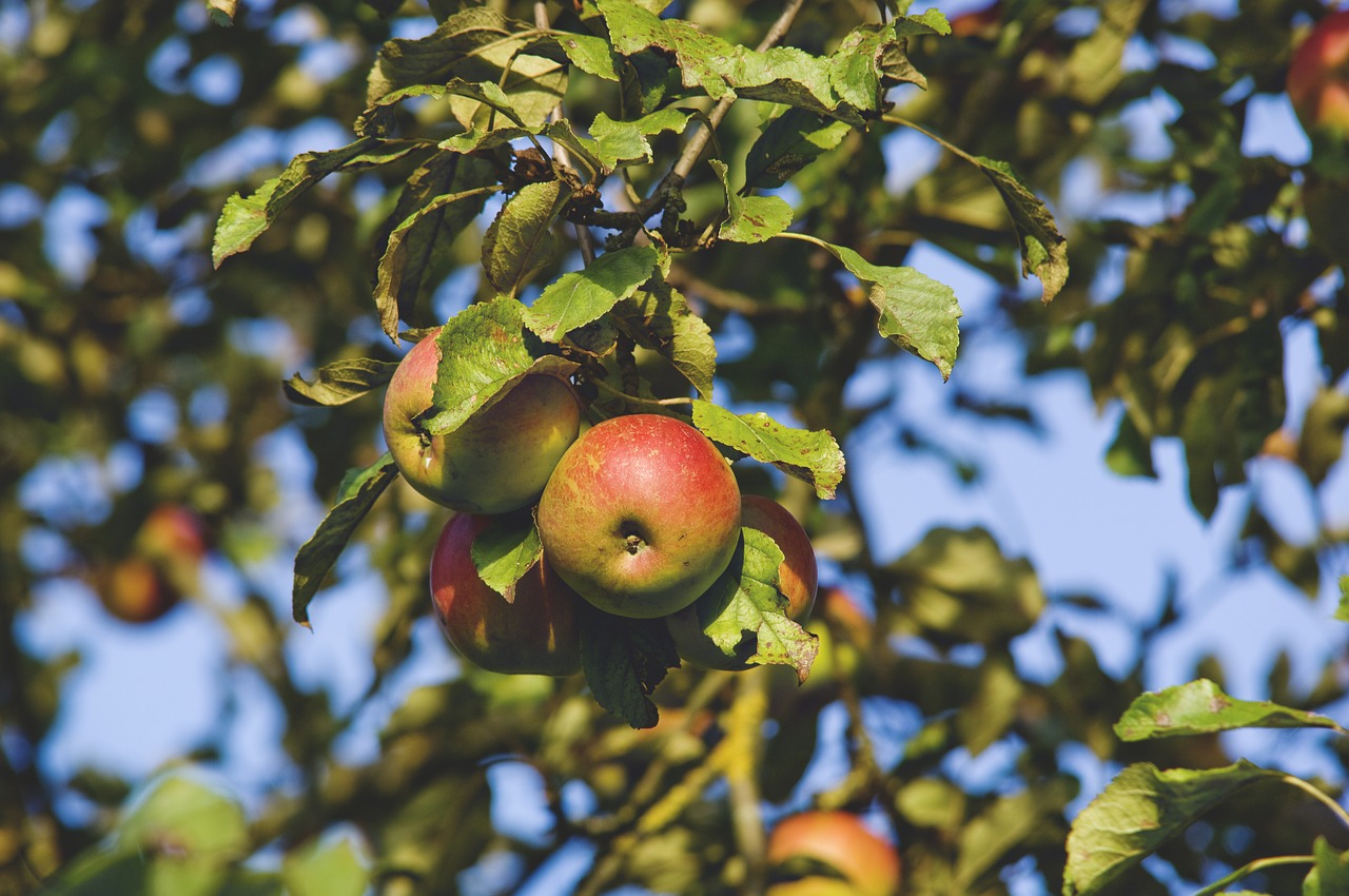 Edit Free Photo Of Apple Tree Apple Tree Fruit Autumn