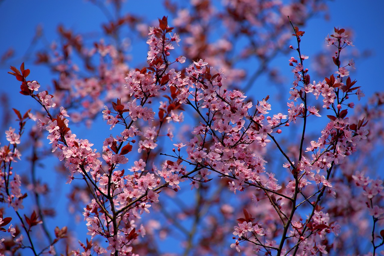 apple tree apple tree flowers flowers free photo