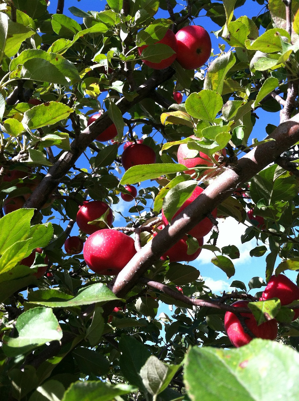 apple tree apple tree free photo