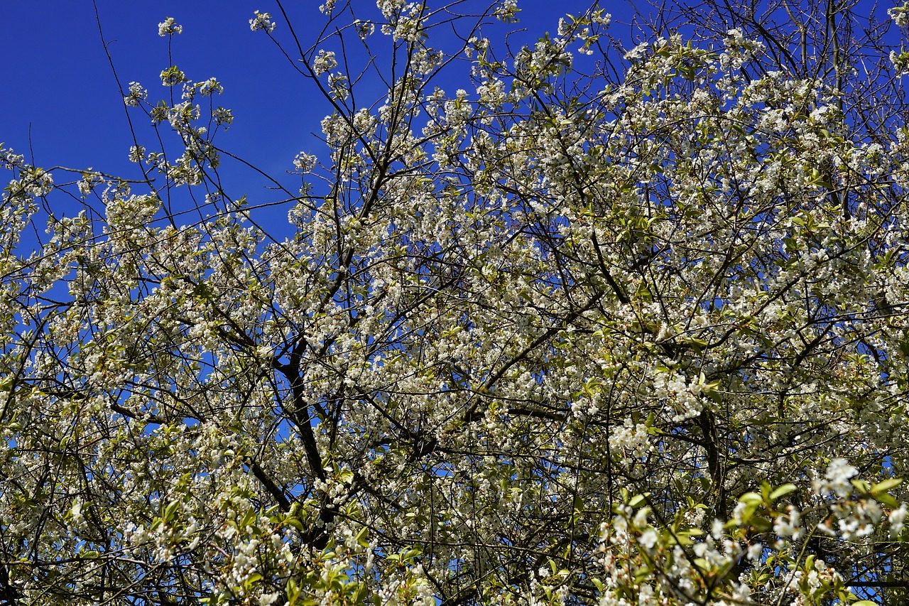 apple tree apple tree flowers sky free photo