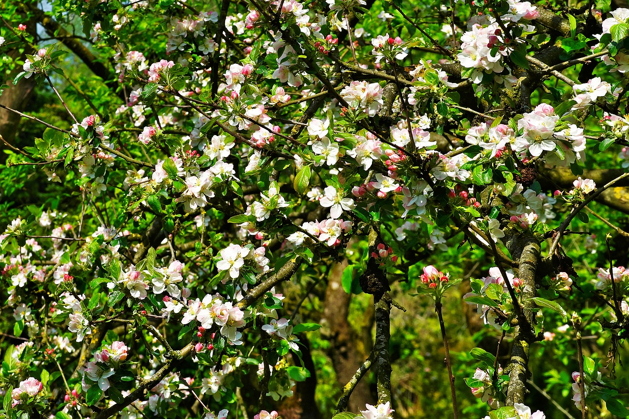 apple tree apple tree blossom blossom free photo