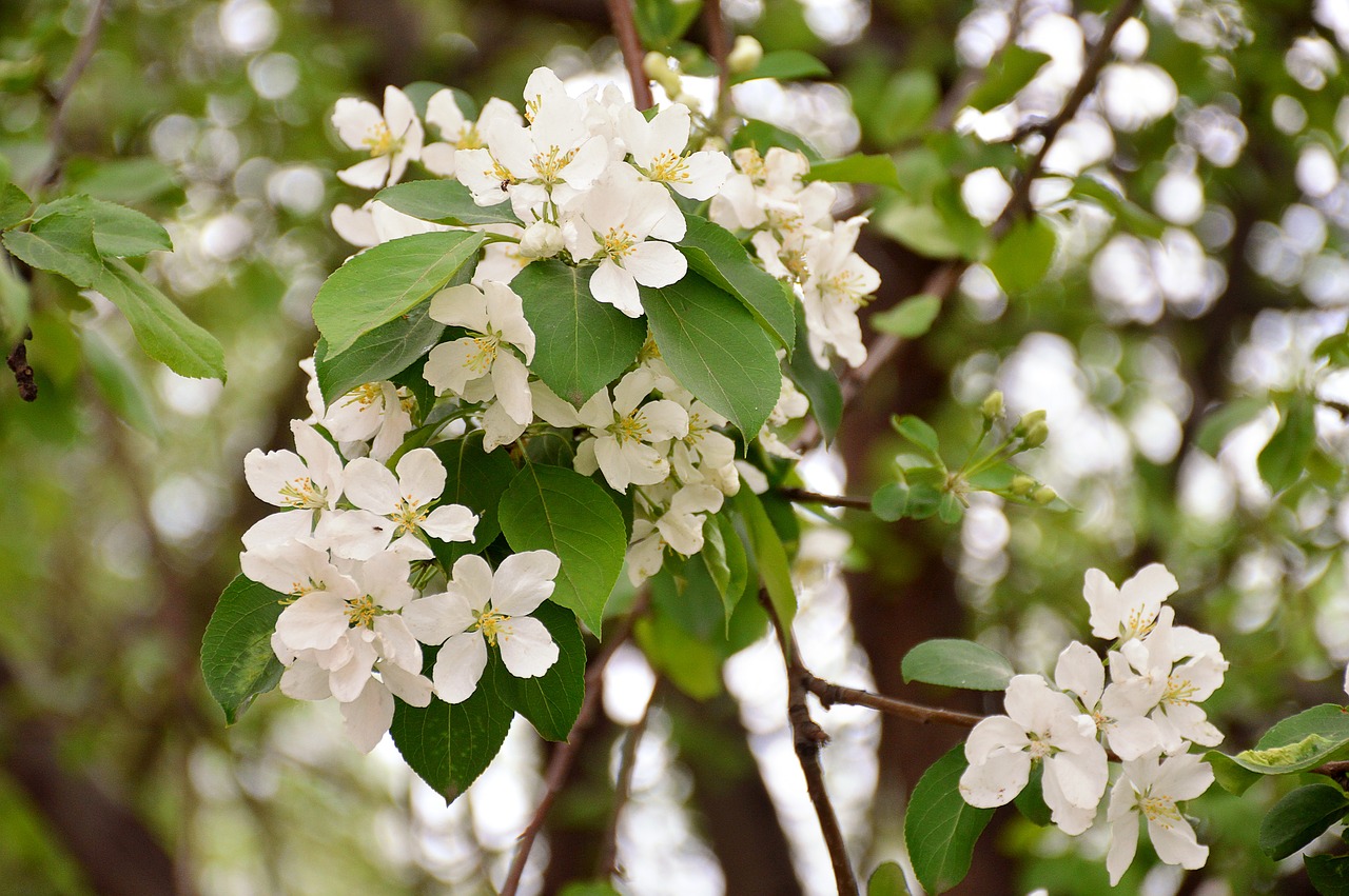 apple tree spring greens free photo