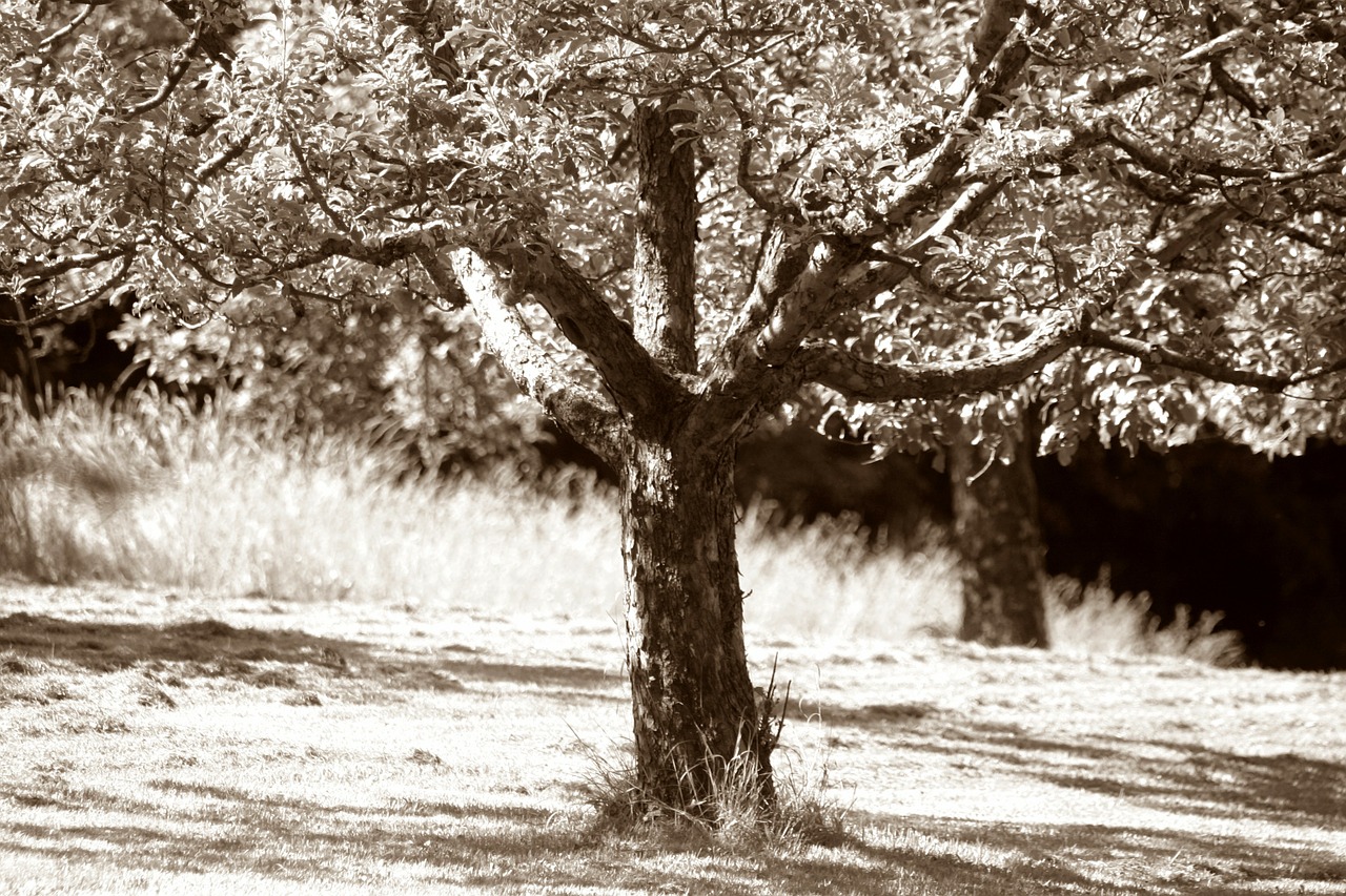 apple tree fruit obstwiese agriculture free photo