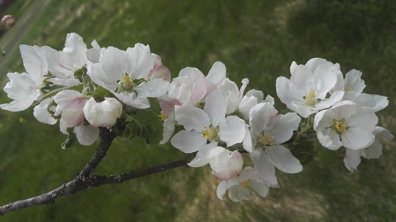 apple tree white white flower free photo