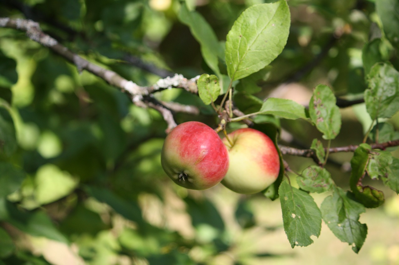 apple tree apple fruits free photo