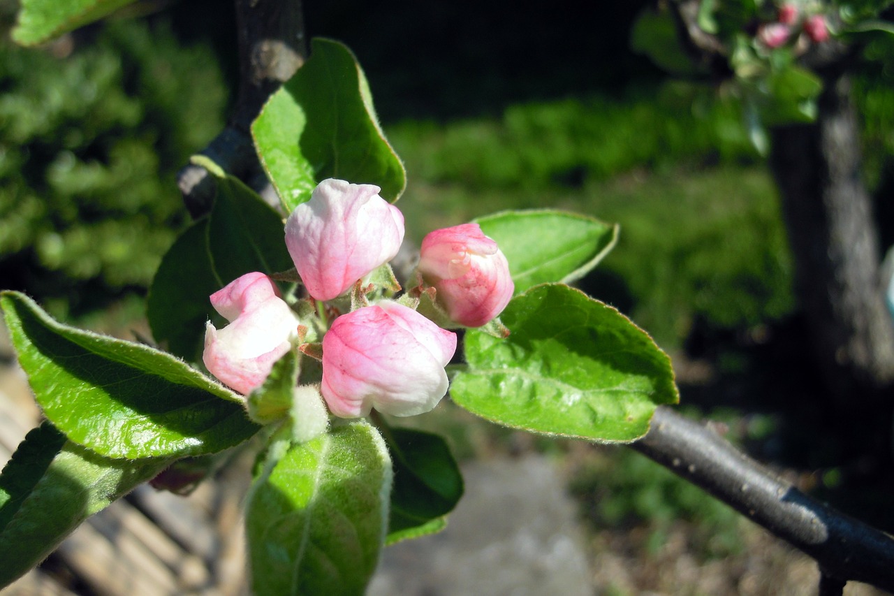 apple tree apple blossom blossom free photo