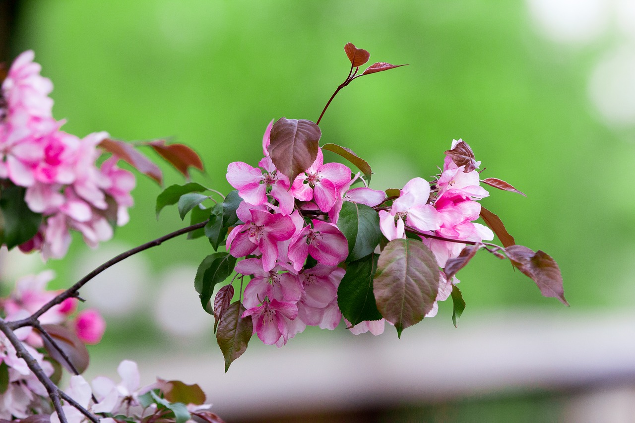 apple tree branch flowers free photo