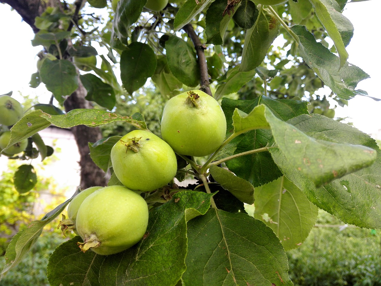 Маленькие зеленые яблоки на дереве