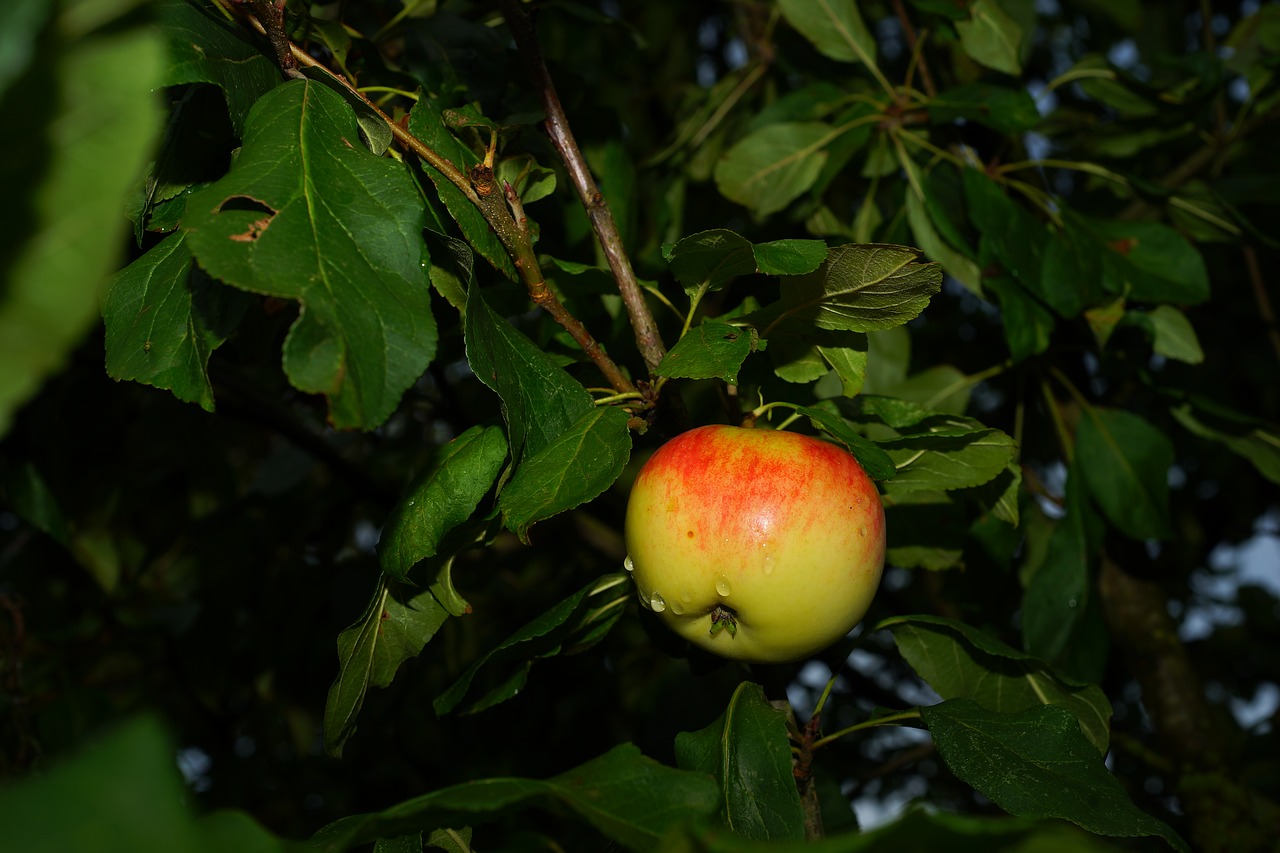 apple tree apple late summer free photo