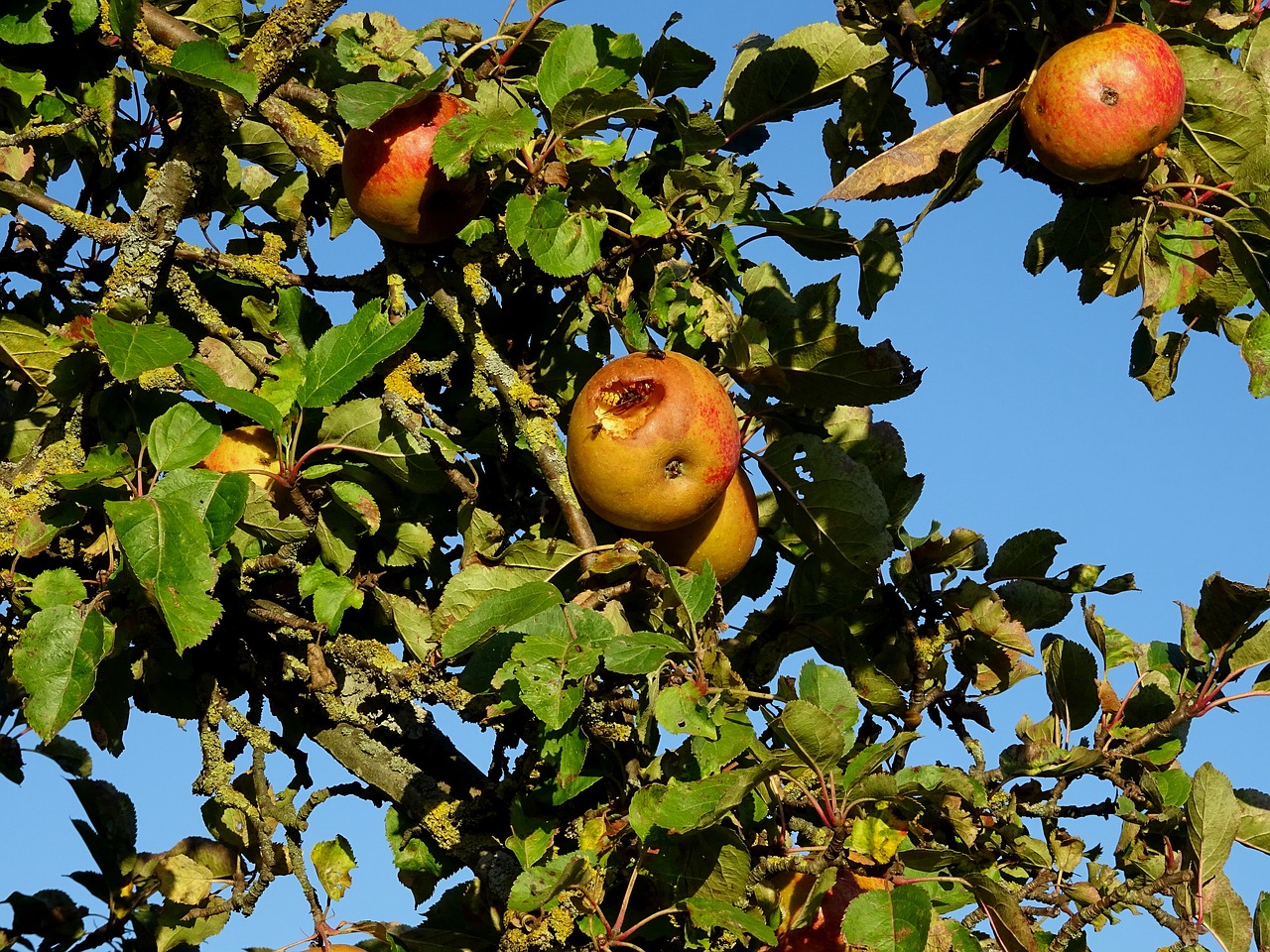 apple tree apple wasp free photo