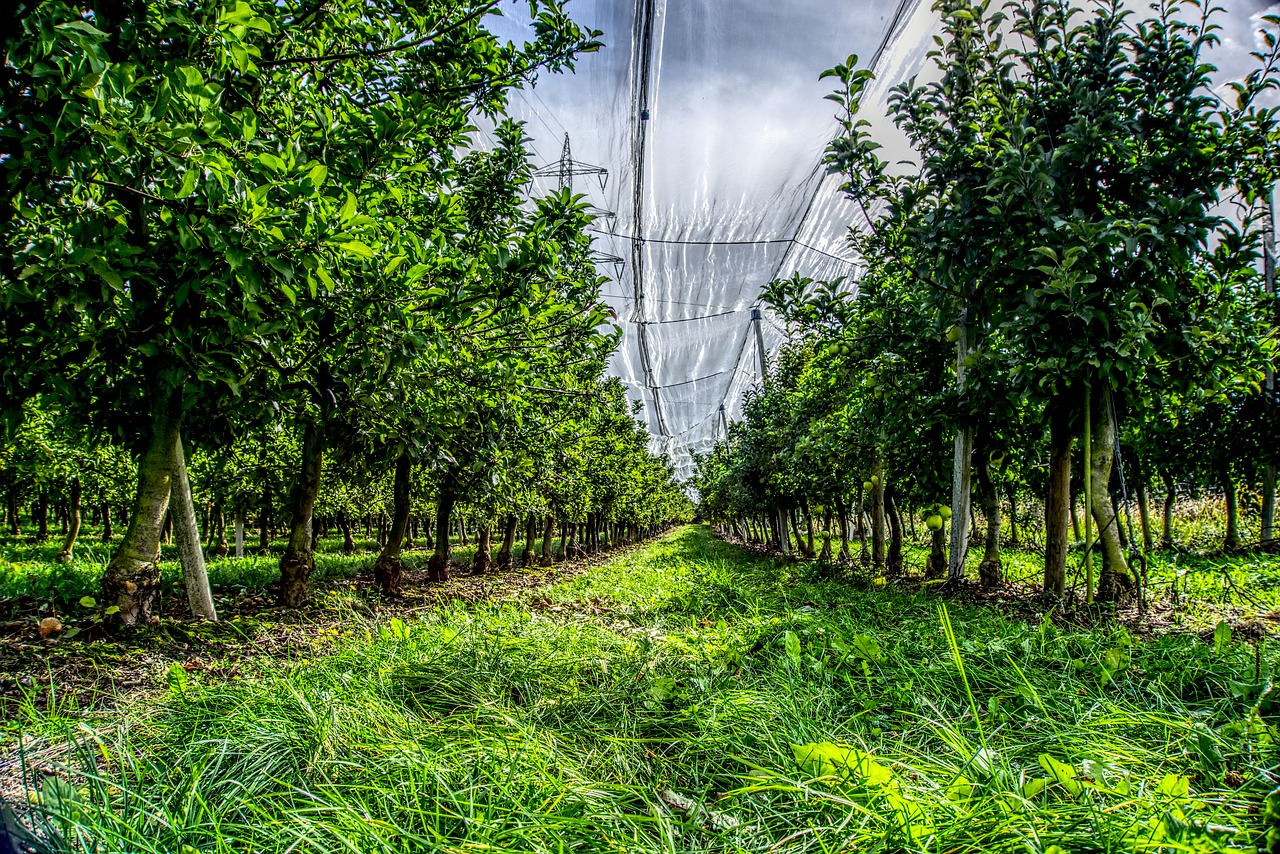 apple tree plantation harvest free photo