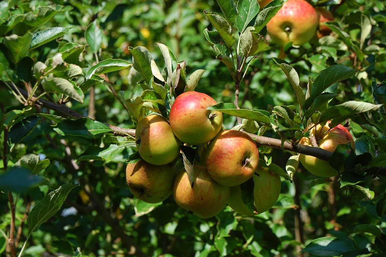 apple tree apple fruit free photo