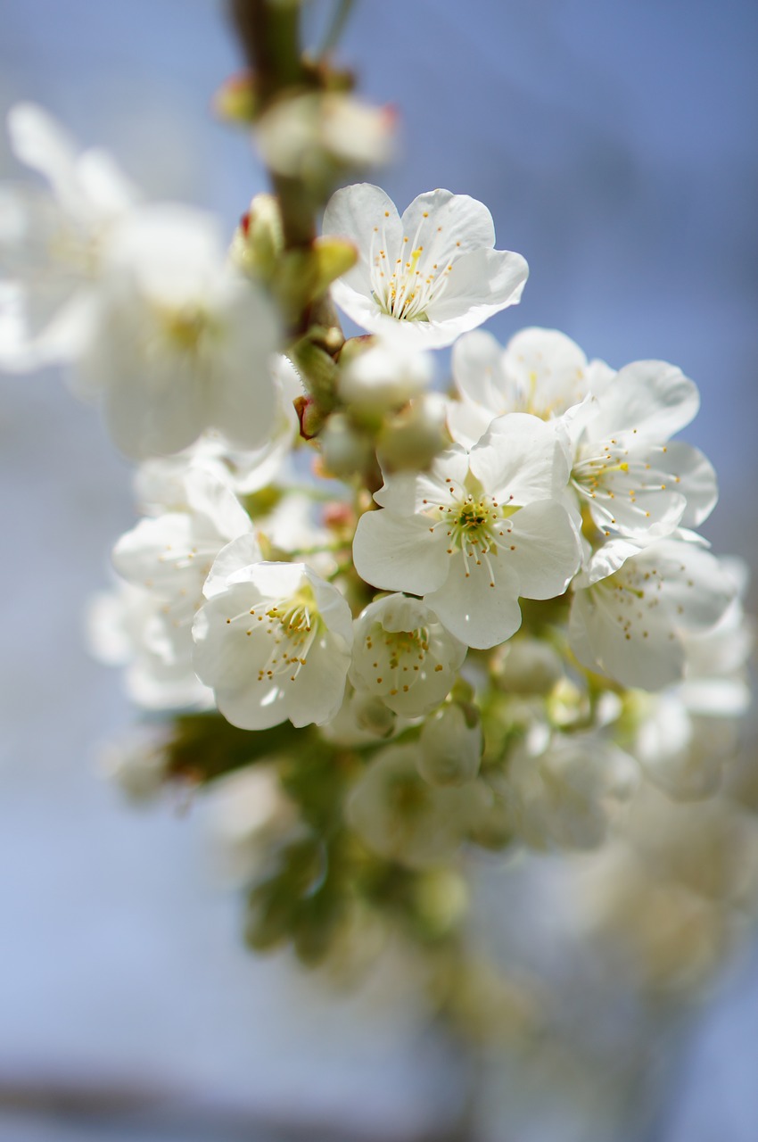 apple tree flower spring free photo