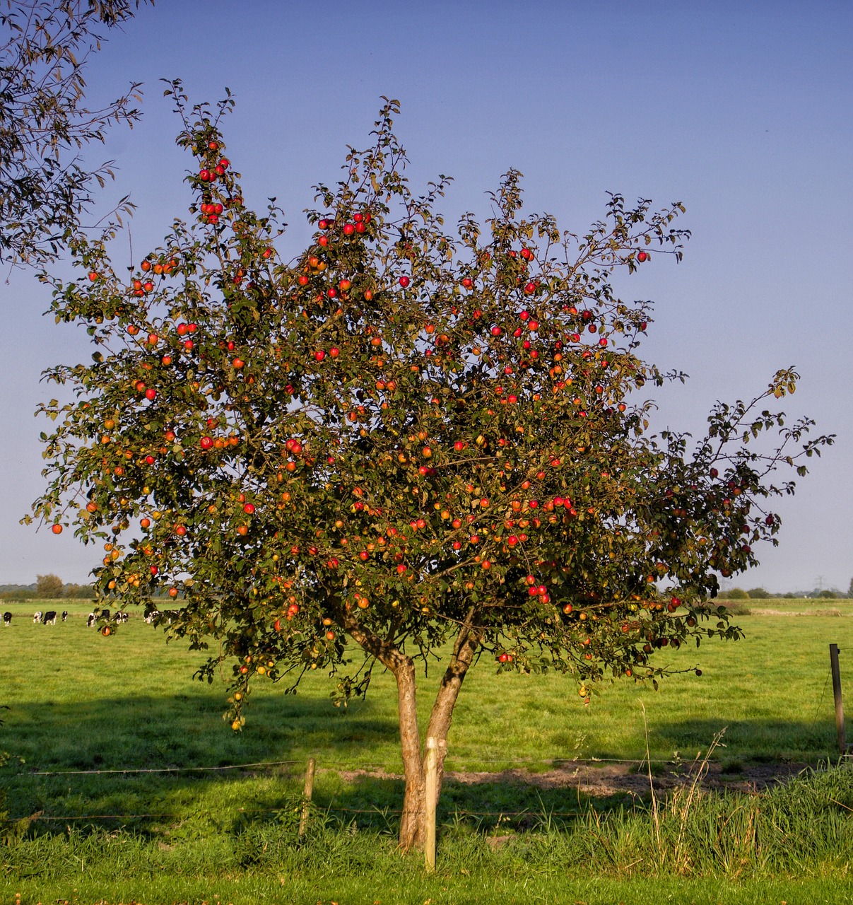 apple tree apple fruit free photo