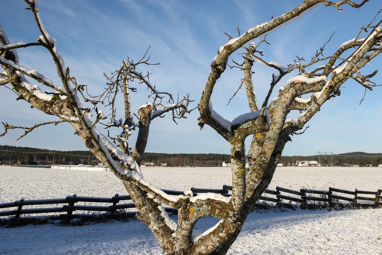 apple tree landscape winter free photo