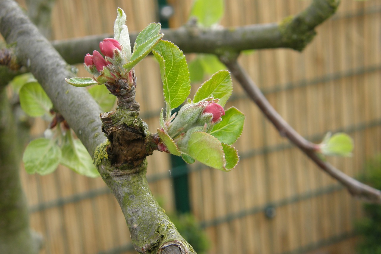 apple tree bud blossom free photo