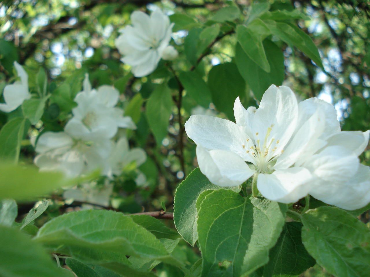 apple tree flowering tree free photo