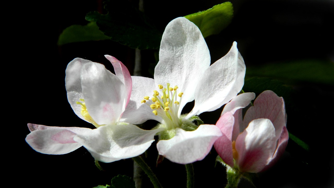 apple tree flower apple-blossom free photo