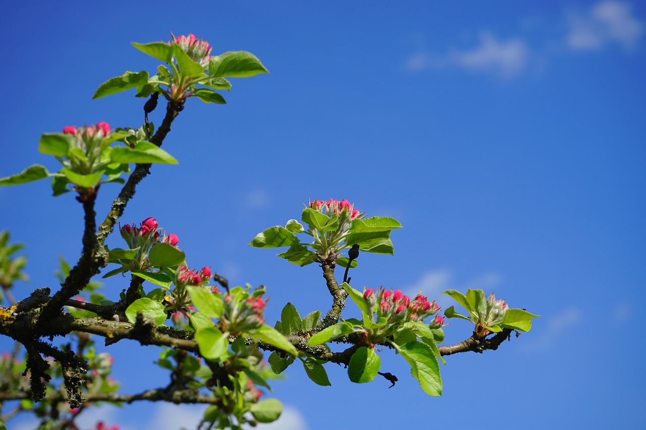 apple tree apple blossoms flowers free photo