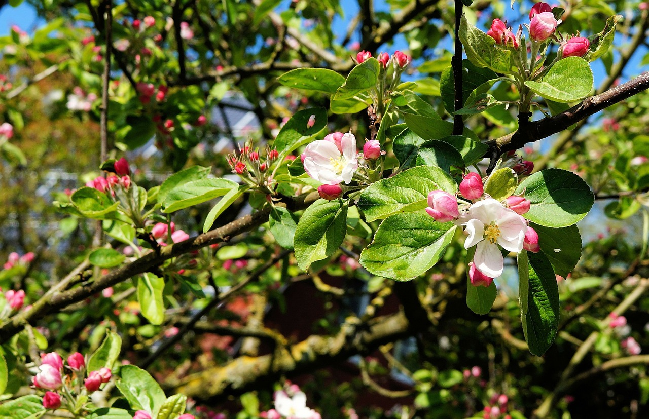 apple tree apple blossom branch free photo