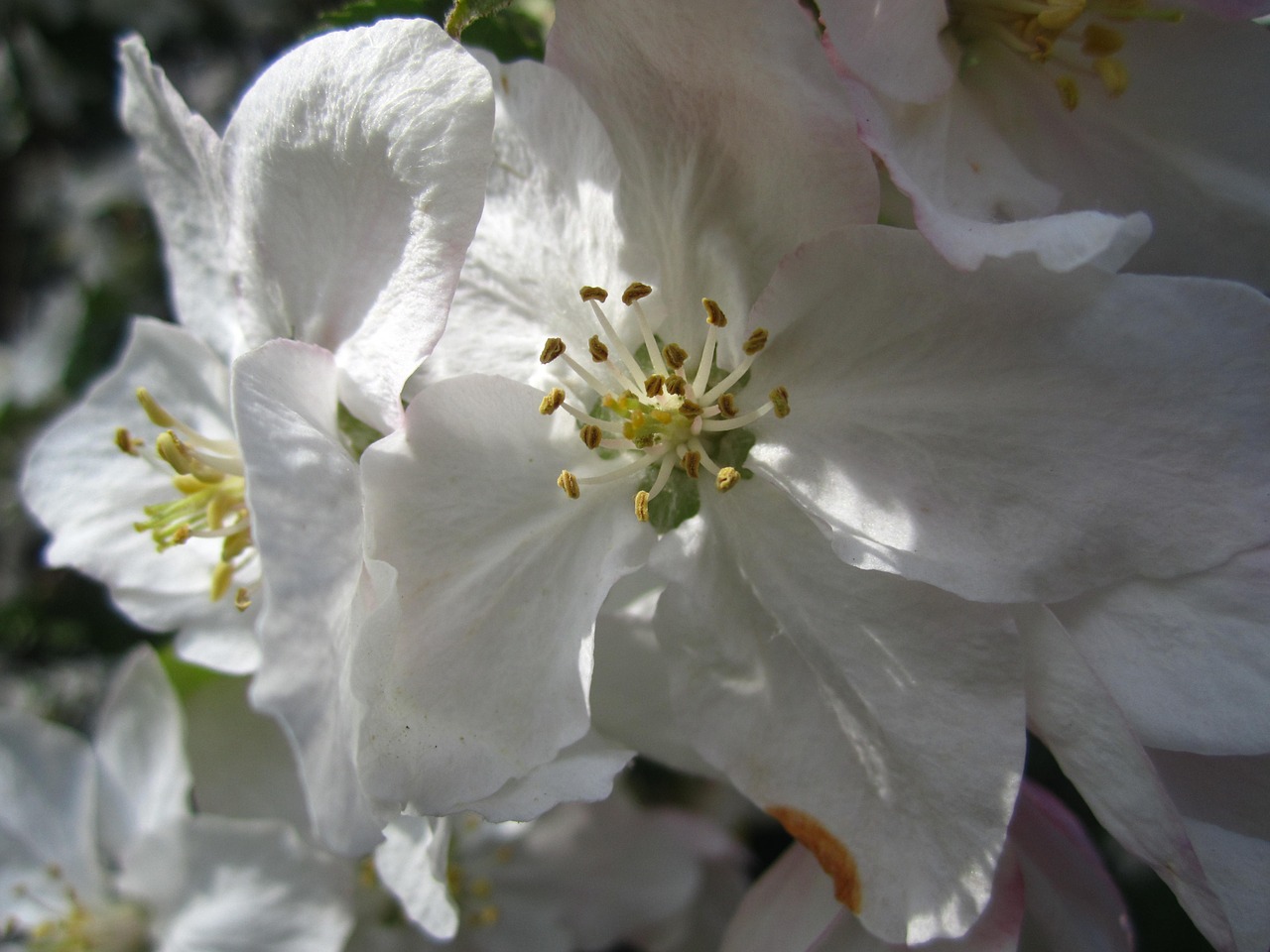 apple tree apple tree flowers white free photo