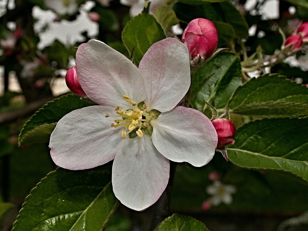 apple tree flower vernal free photo