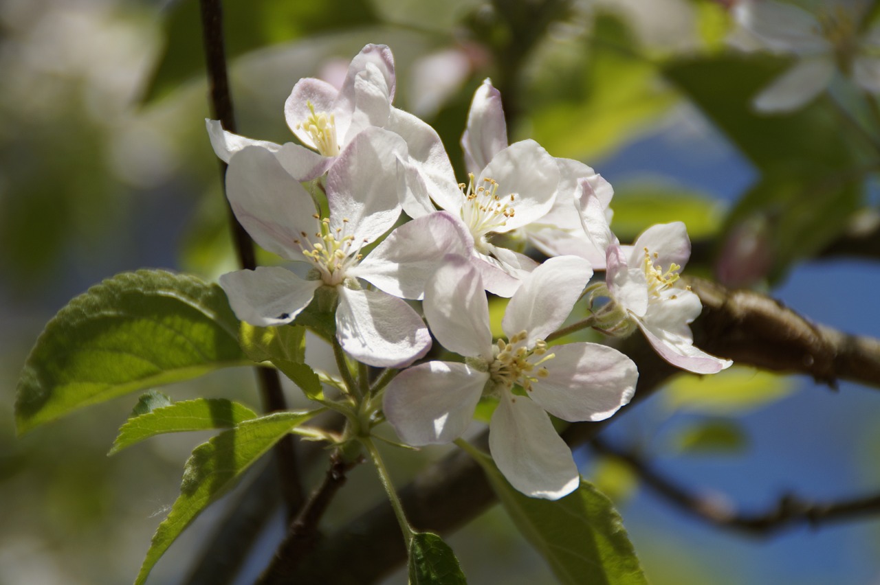 apple tree blossom flowers free photo