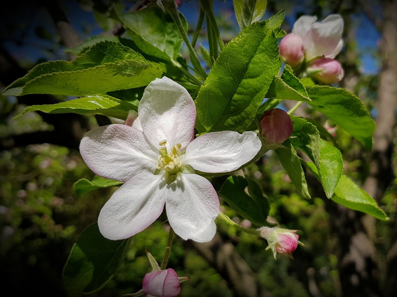 apple tree  flower  flowering free photo