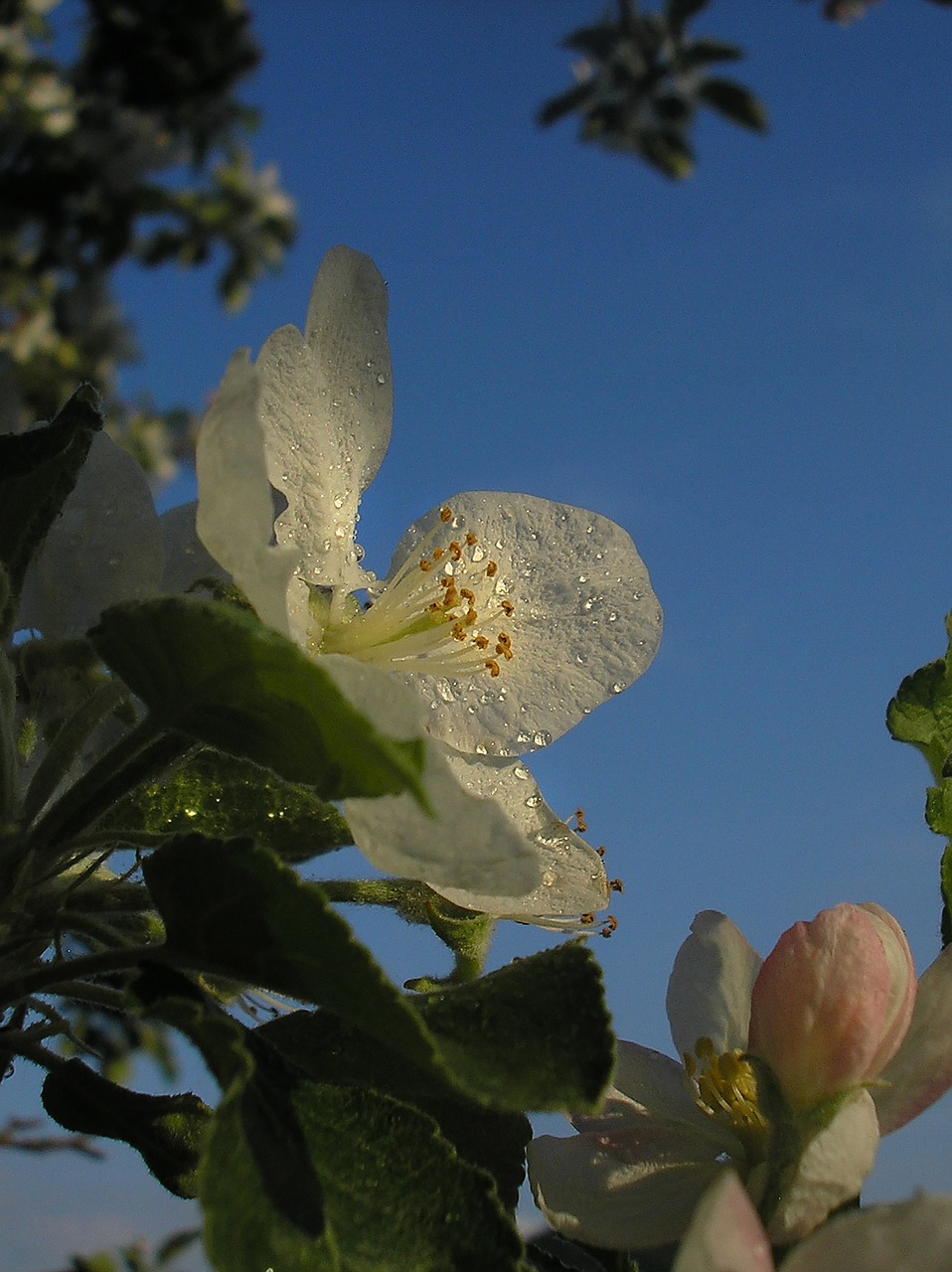 apple tree  flower  spring free photo