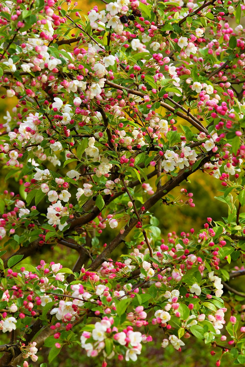 apple tree  spring  apple blossom free photo