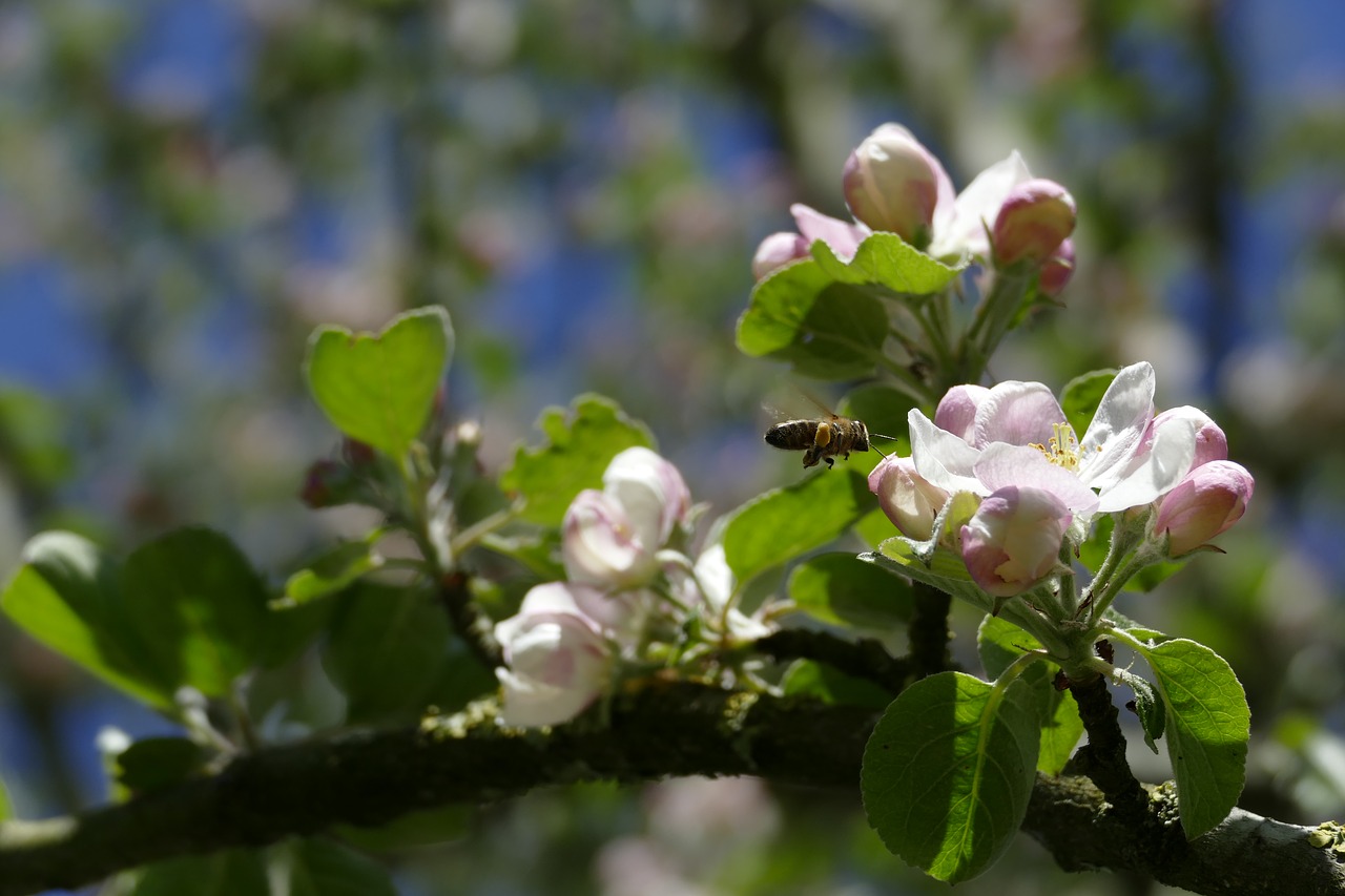 apple tree  apple blossom  bee free photo