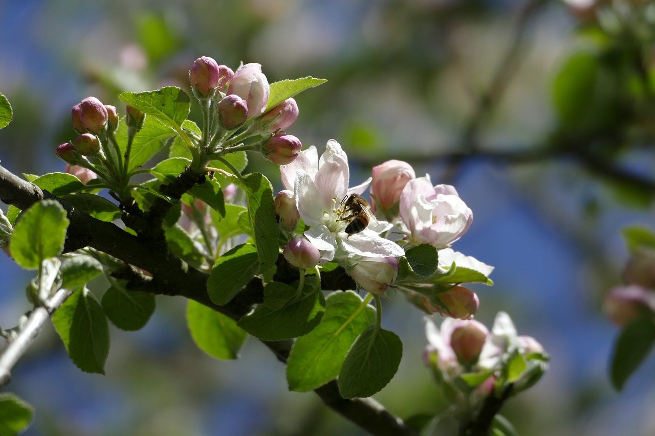 apple tree  apple blossom  bee free photo