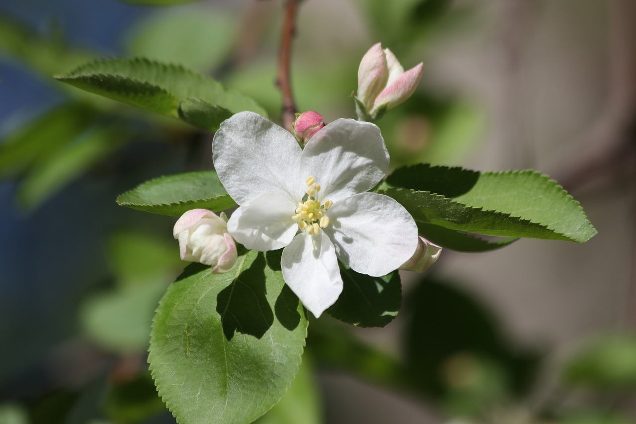 apple tree  blooming  flowers free photo