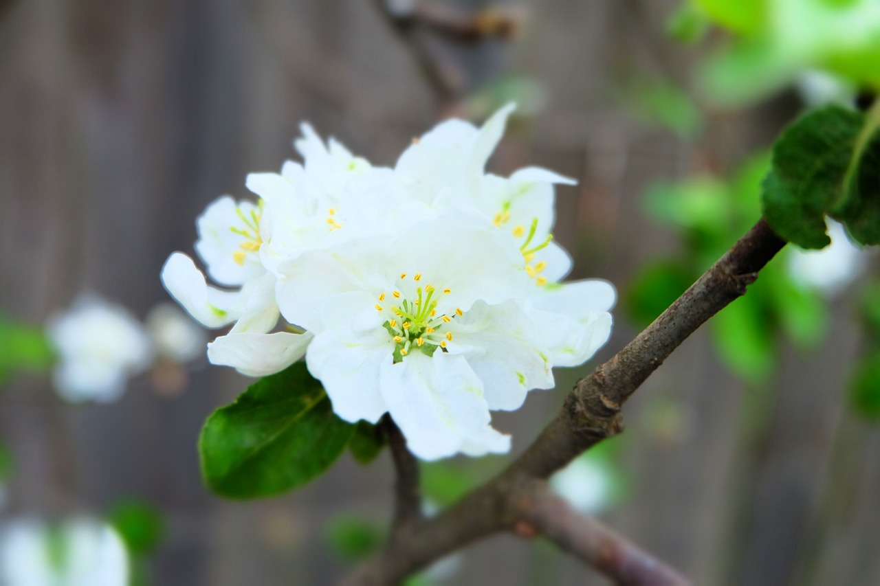 apple tree  flowers  bloom free photo