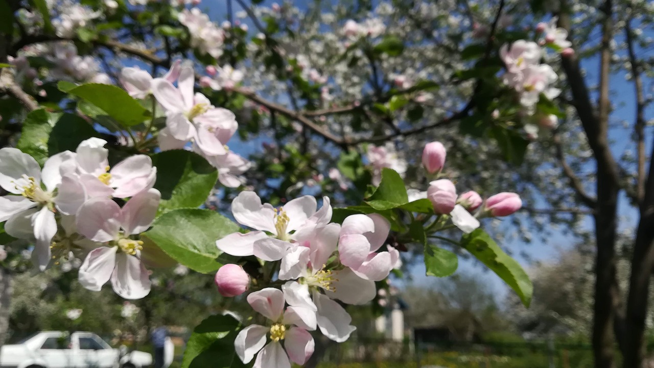 apple tree  flowers  apple blossoms free photo