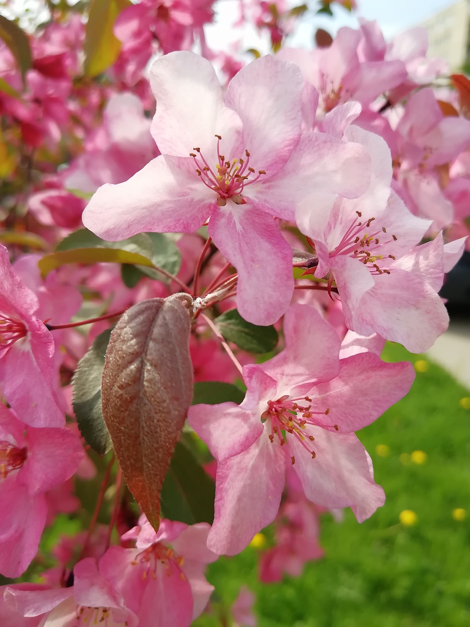 apple tree  in bloom  apple flower free photo