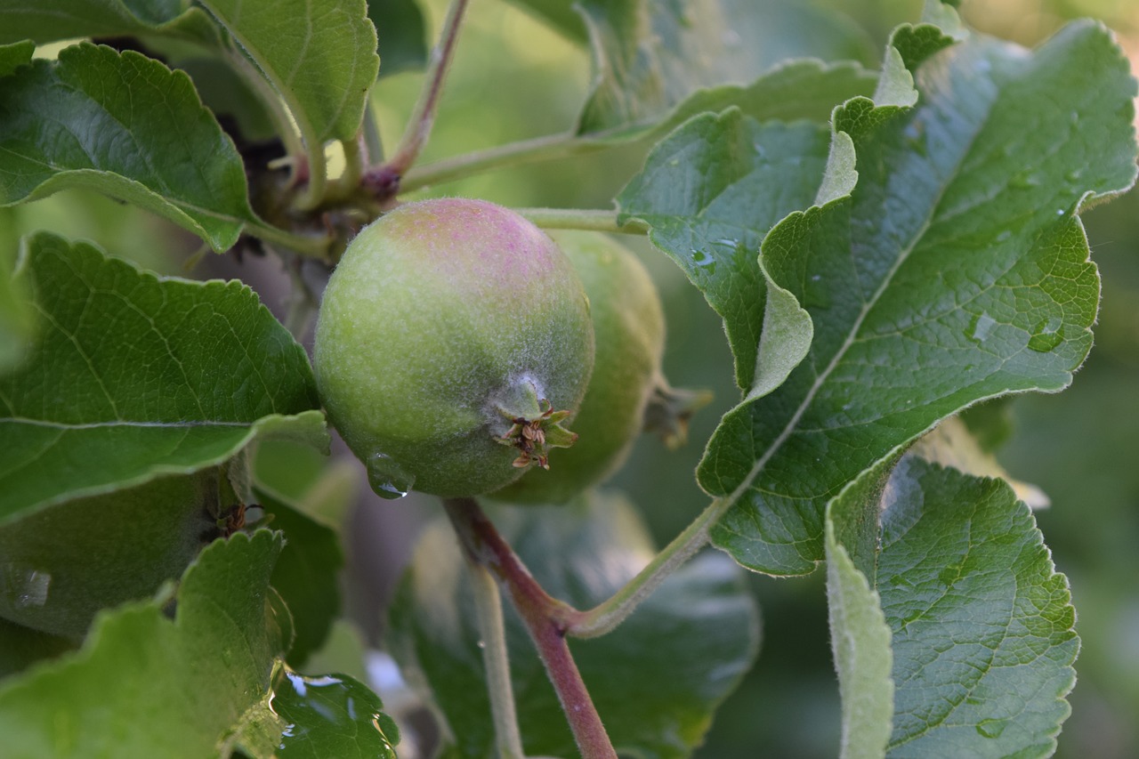 apple tree  apple  fruit free photo