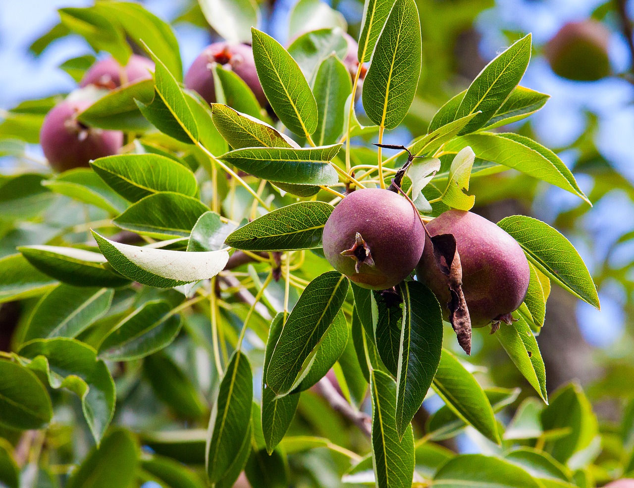 apple tree  apple  tree free photo