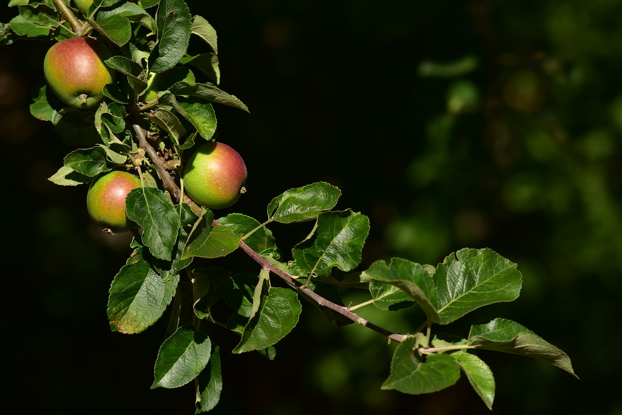 apple tree  apple  branch free photo