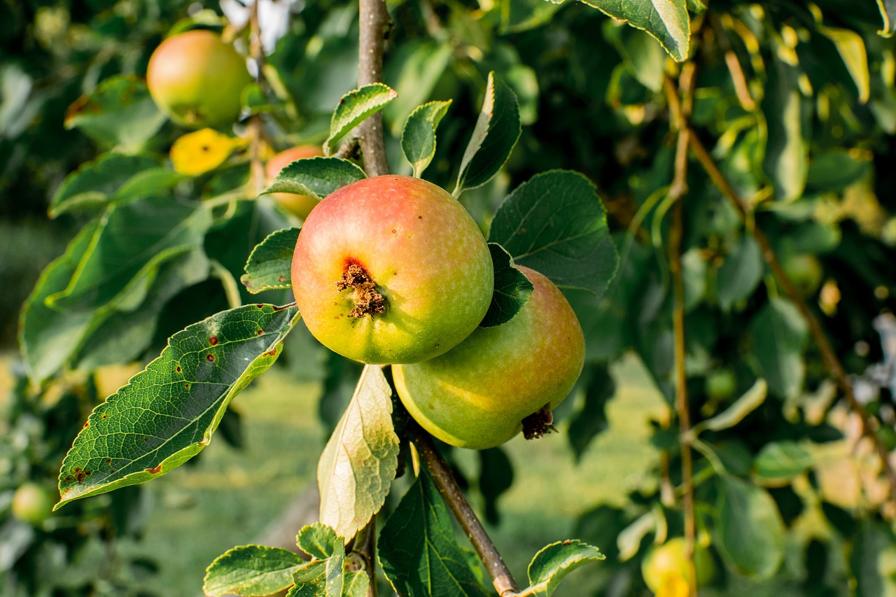 apple tree  apple  fruit free photo