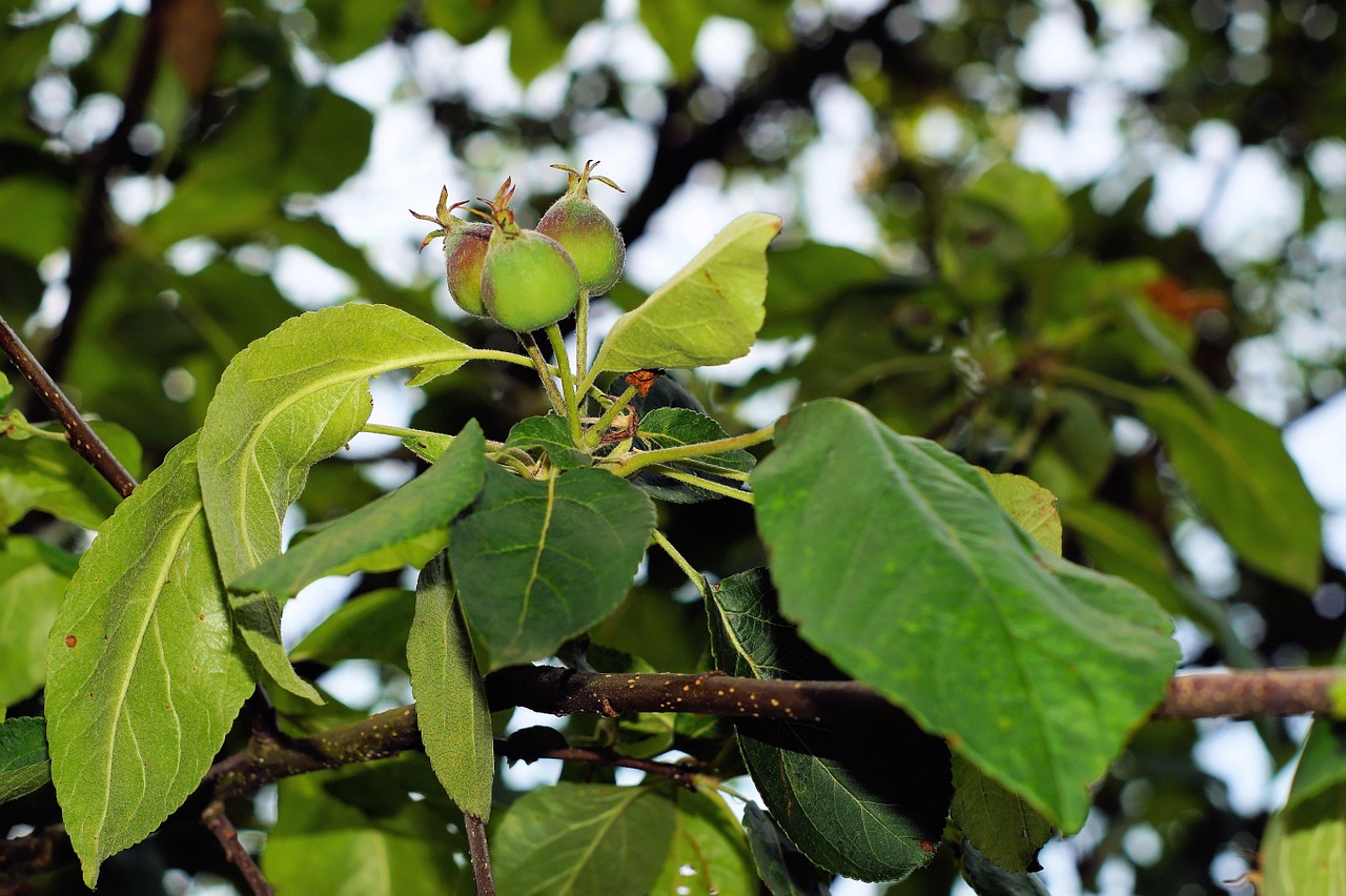 apple tree leaves young apple free photo