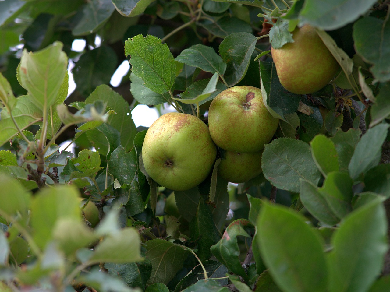 apple tree  apple  fruit free photo