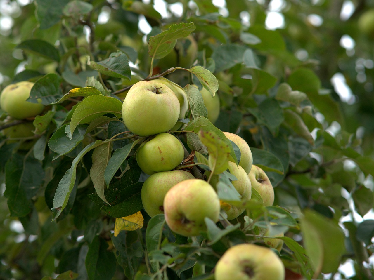 Яблоки и яблони комплект нагрудников