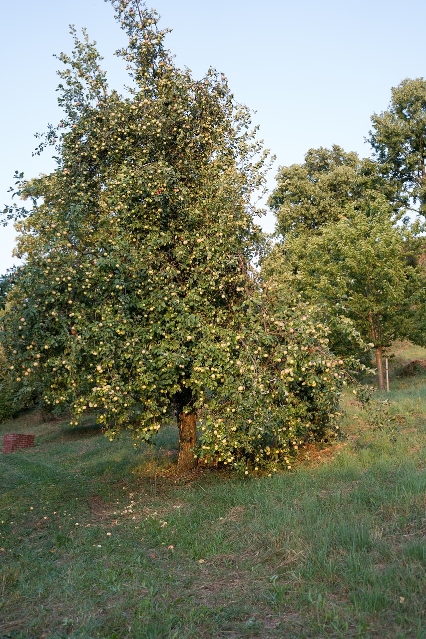 apple tree  tree  apple free photo