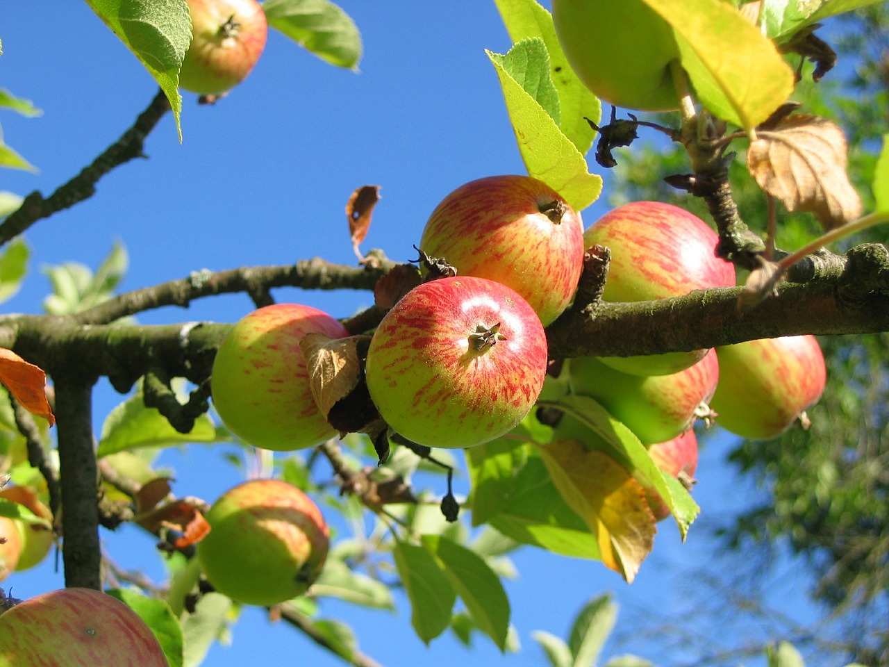 apple tree orchard apfelernte free photo