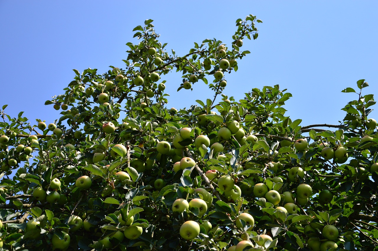 Яблоня с зелеными яблоками
