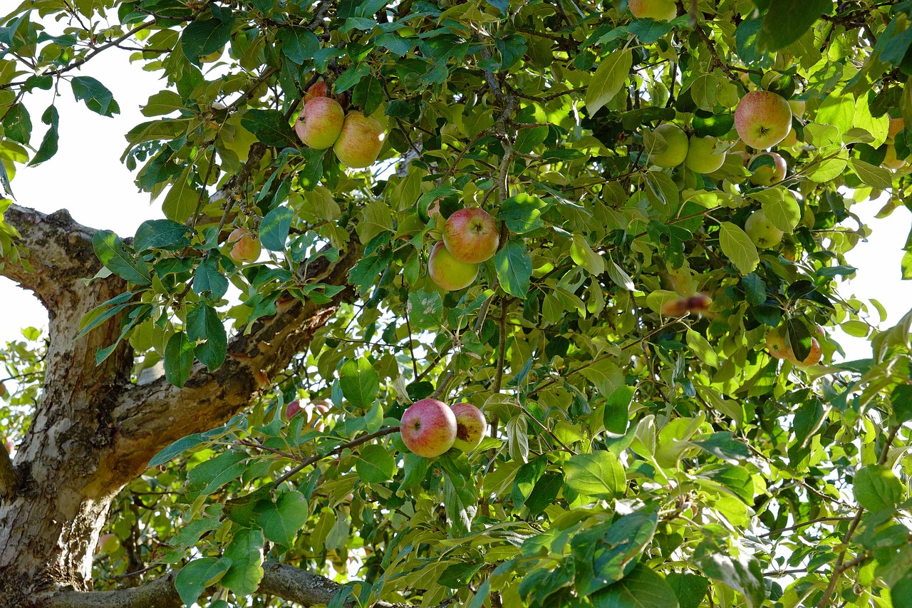 apple tree  apple  tree free photo