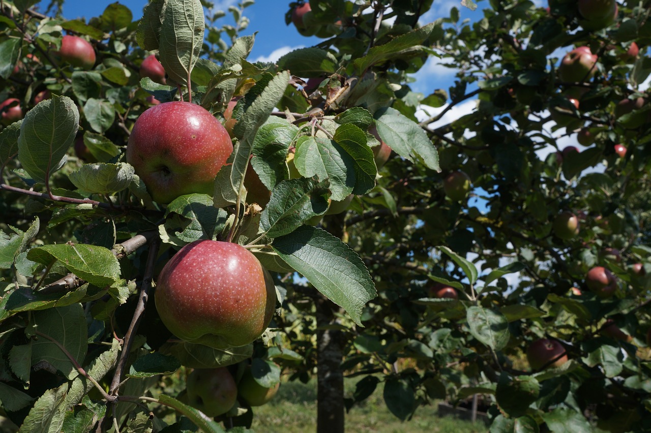 apple tree  apple  fruit free photo