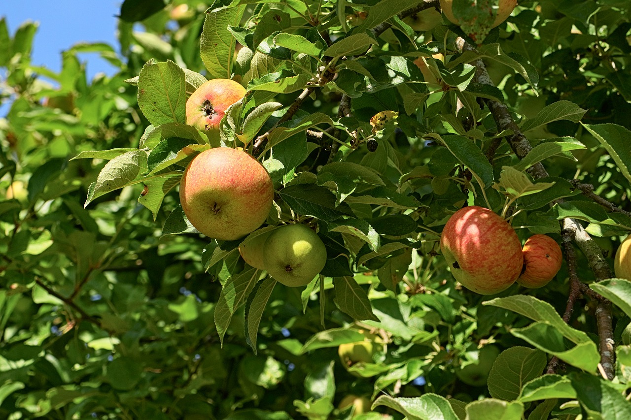 apple tree  apple  fruit free photo